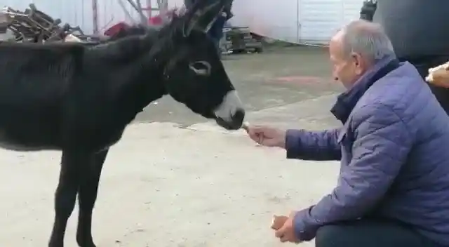 Rize’de başı boş sıpa yakıt istasyonuna sığındı