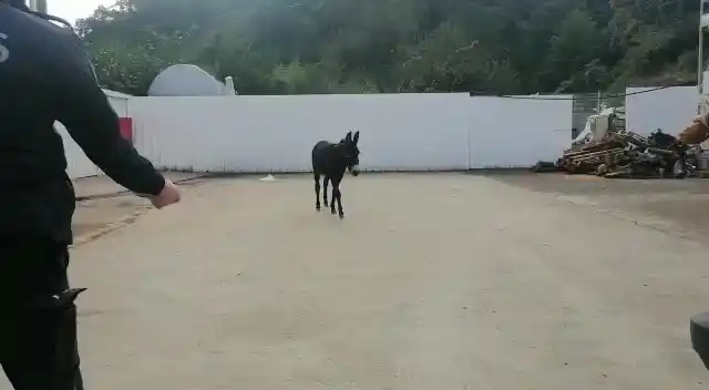 Rize’de başı boş sıpa yakıt istasyonuna sığındı