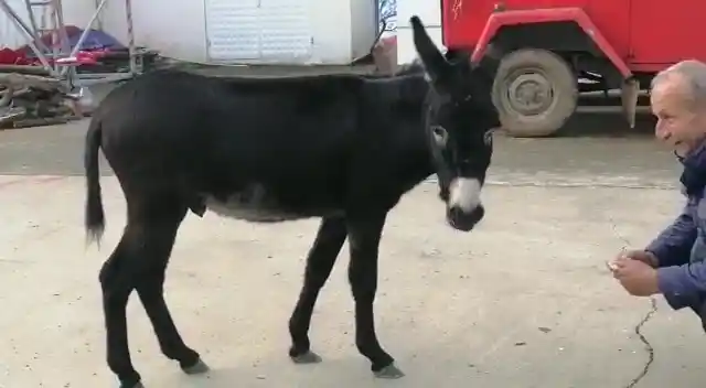 Rize’de başı boş sıpa yakıt istasyonuna sığındı