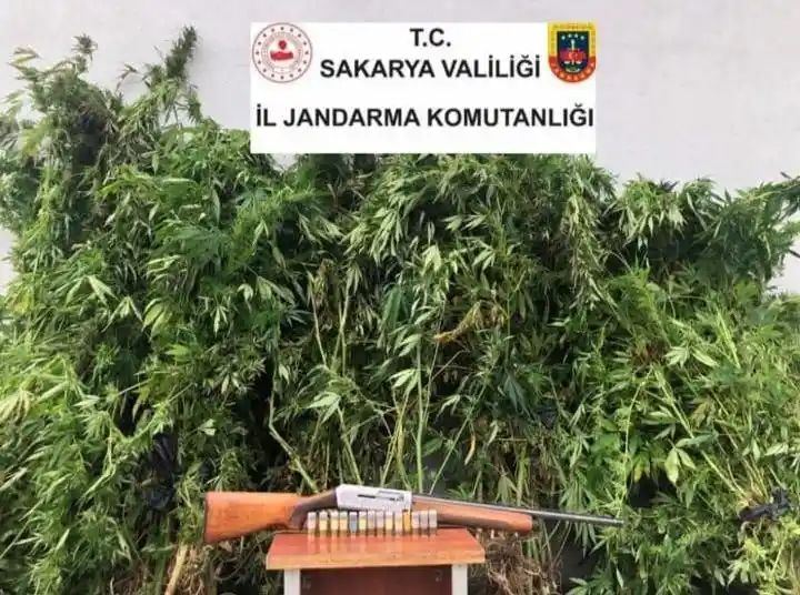 Sakarya'da 120 kök kenevir bitkisi, 3 kilo 810 gram esrar yakalandı
