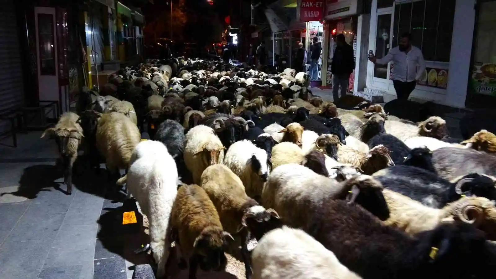 Şehir merkezinden koyun sürüsü geçti, trafik durdu