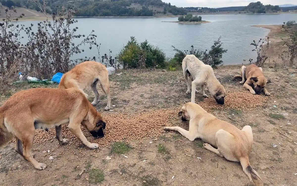 Sokak hayvanlarına destek devam ediyor