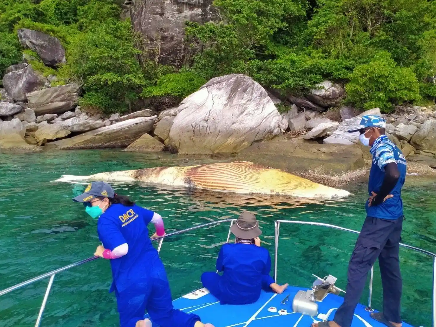 Tayland'da ölü balina kıyıya vurdu