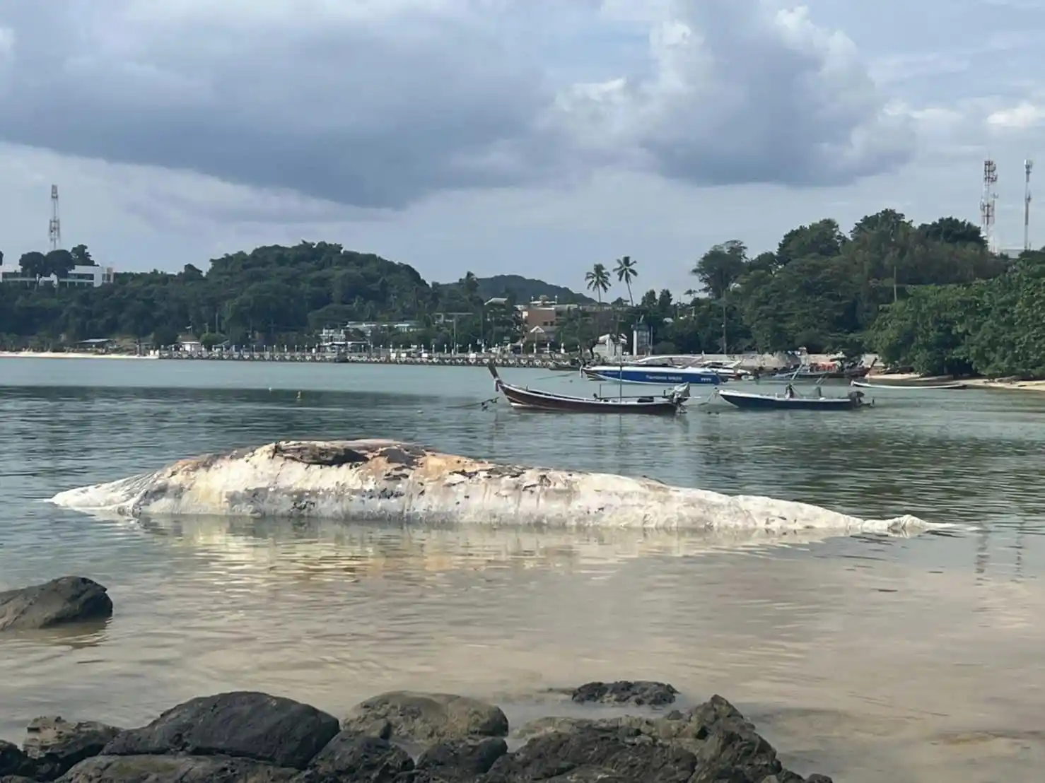 Tayland’da ölü balina kıyıya vurdu