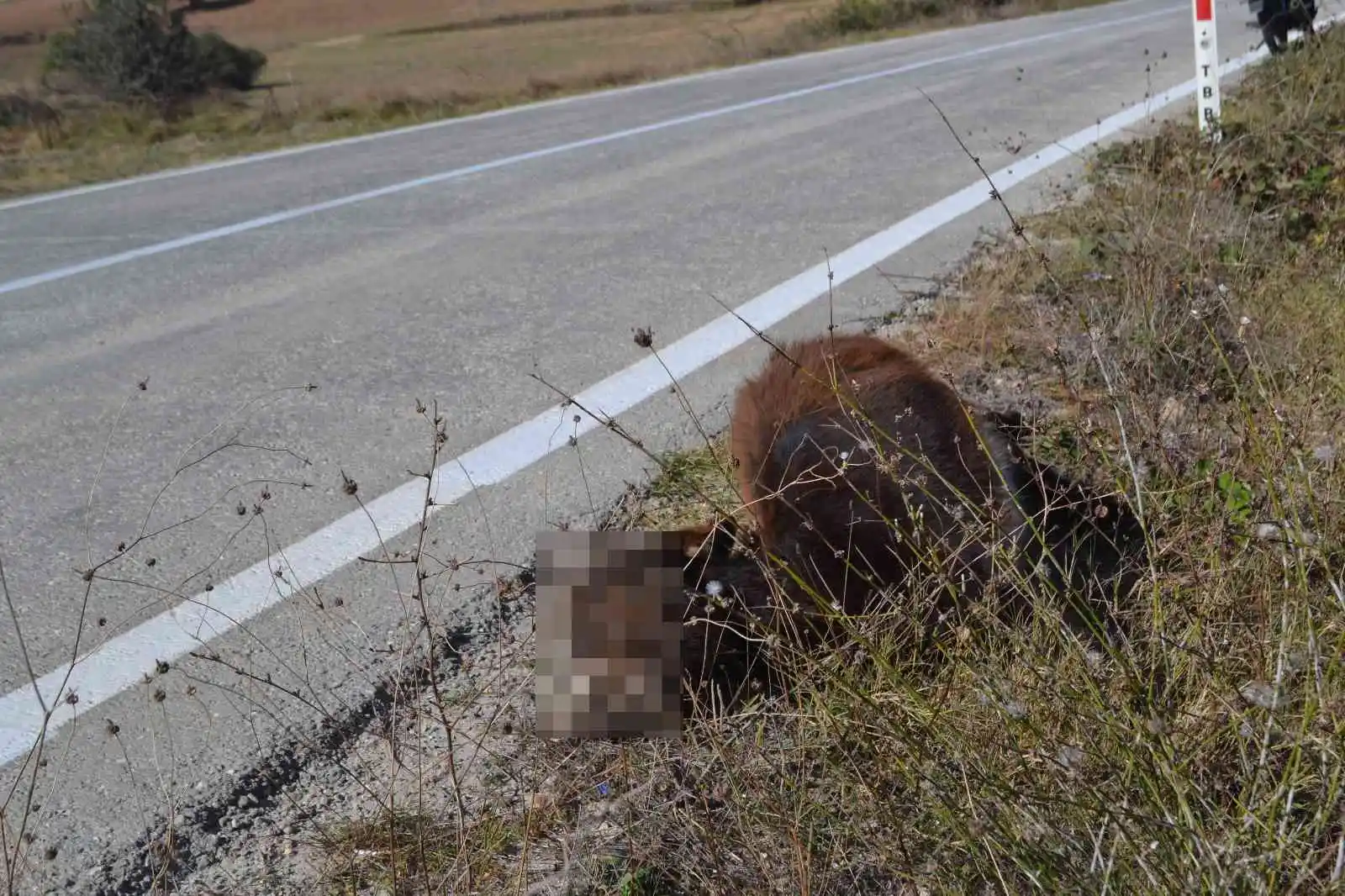 Tekirdağ yürek burkan görüntü: Arabanın çarptığı eşek ölüme terk edildi
