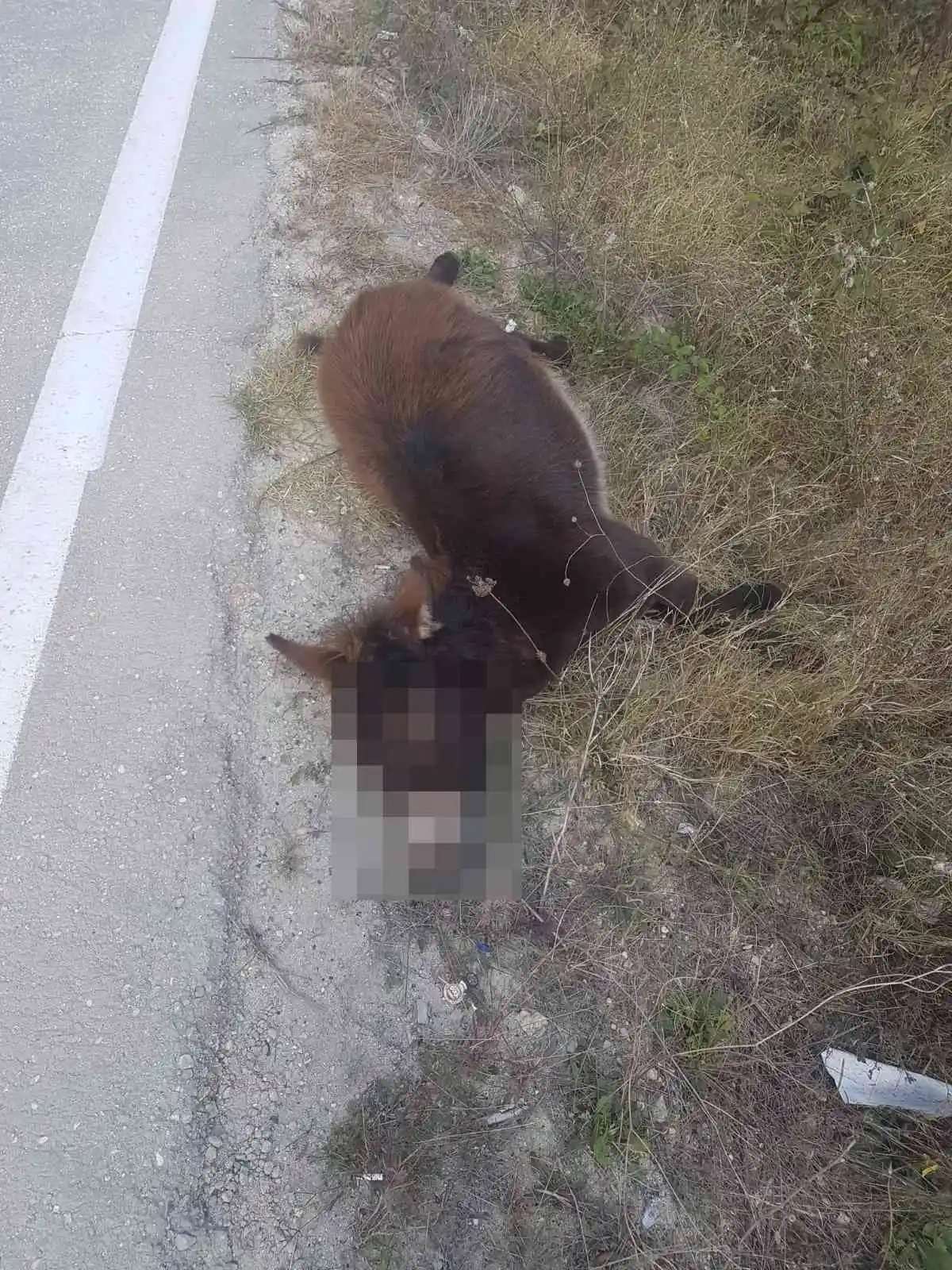 Tekirdağ yürek burkan görüntü: Arabanın çarptığı eşek ölüme terk edildi