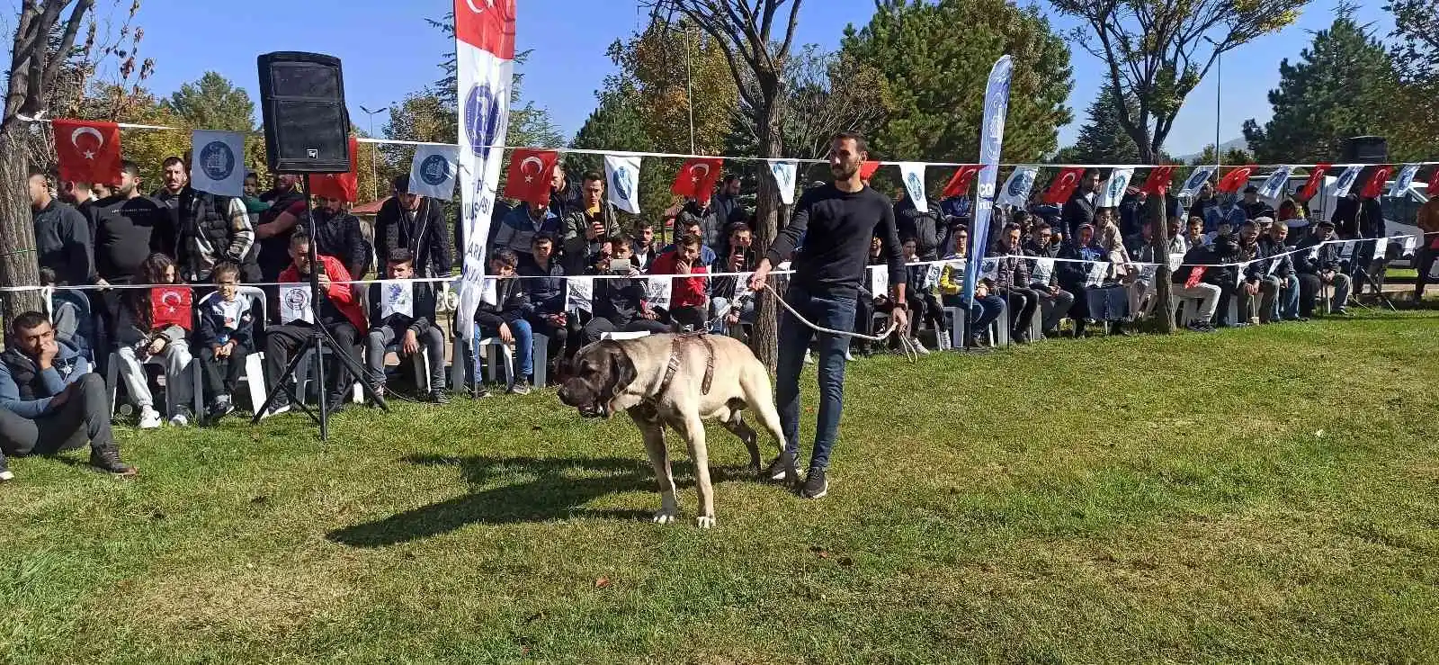 Türk çoban köpekleri podyuma çıktı
