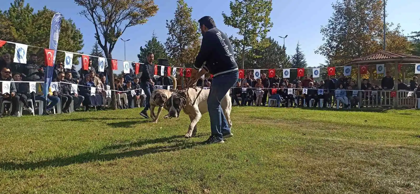 Türk çoban köpekleri podyuma çıktı
