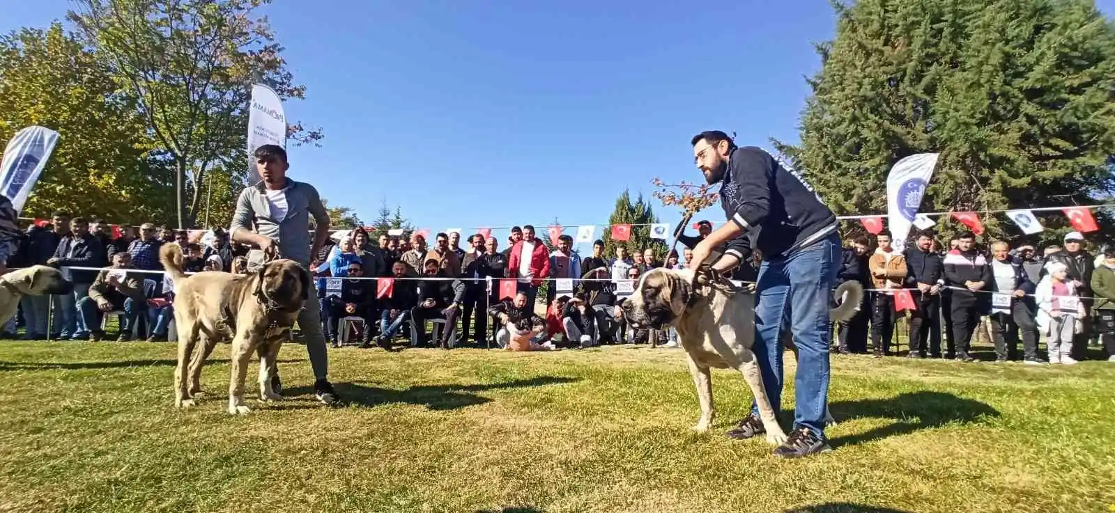 Türk çoban köpekleri podyuma çıktı
