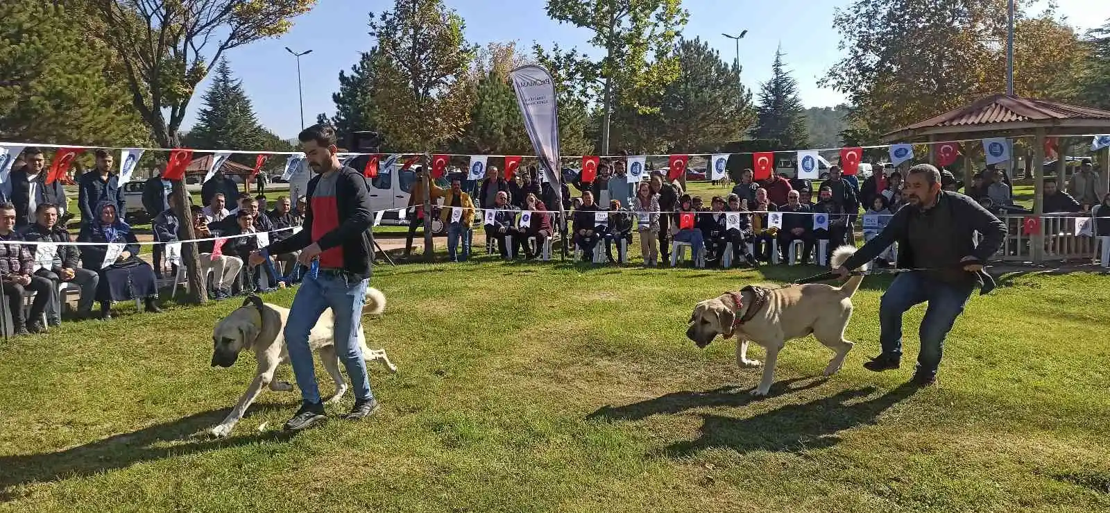 Türk çoban köpekleri podyuma çıktı
