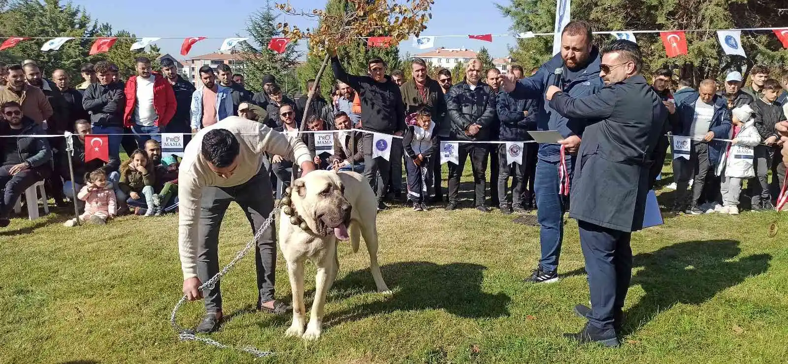 Türk çoban köpekleri podyuma çıktı
