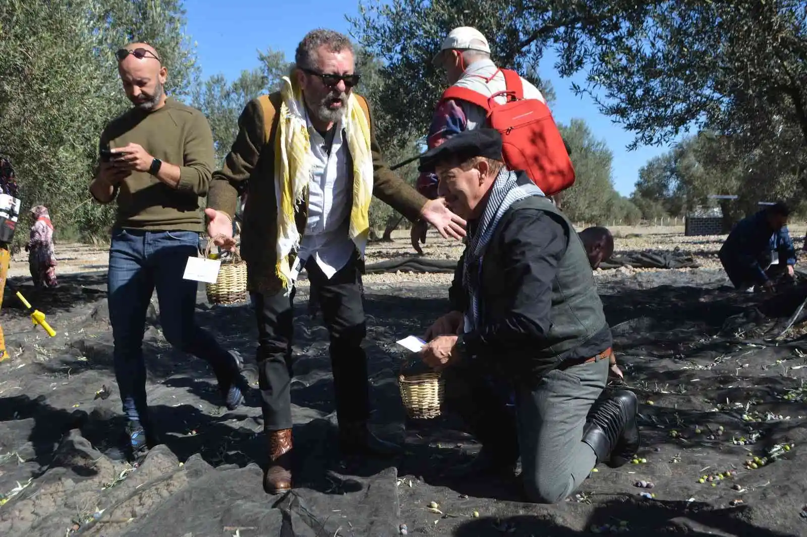 Ünlü sanatçılarla gazeteci ve gurmelerden zeytin hasatı