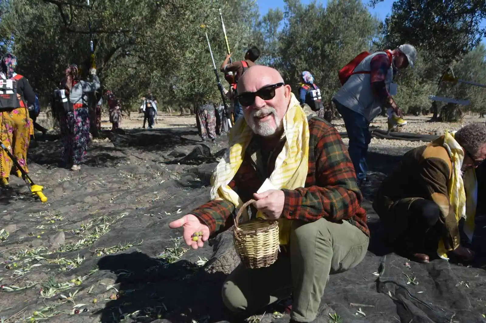 Ünlü sanatçılarla gazeteci ve gurmelerden zeytin hasatı