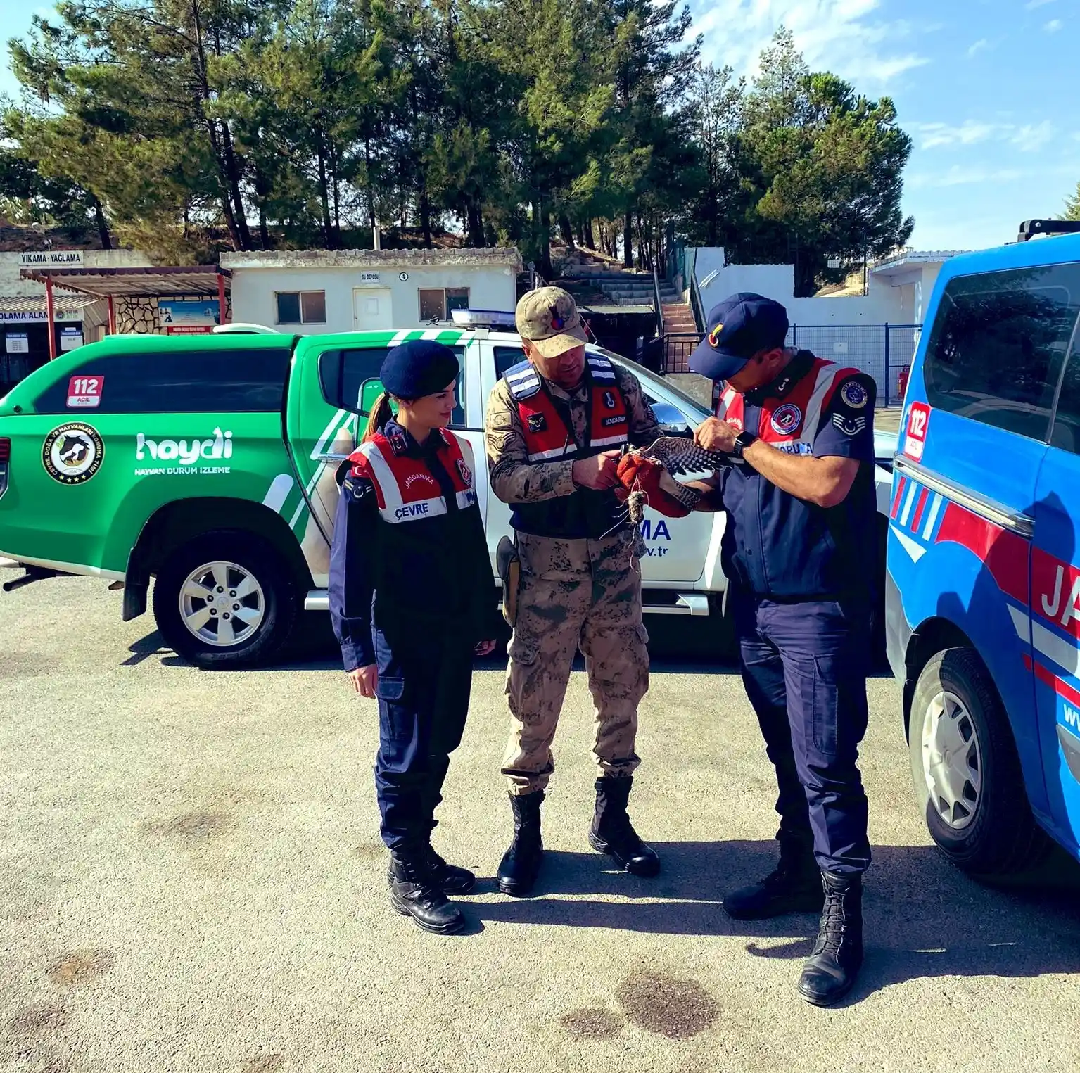 Yaralı bulunan atmaca koruma altına alındı