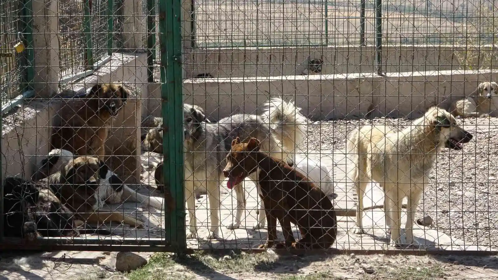 Yüksekova’da 4 Ekim Hayvanları Koruma Günü etkinliği
