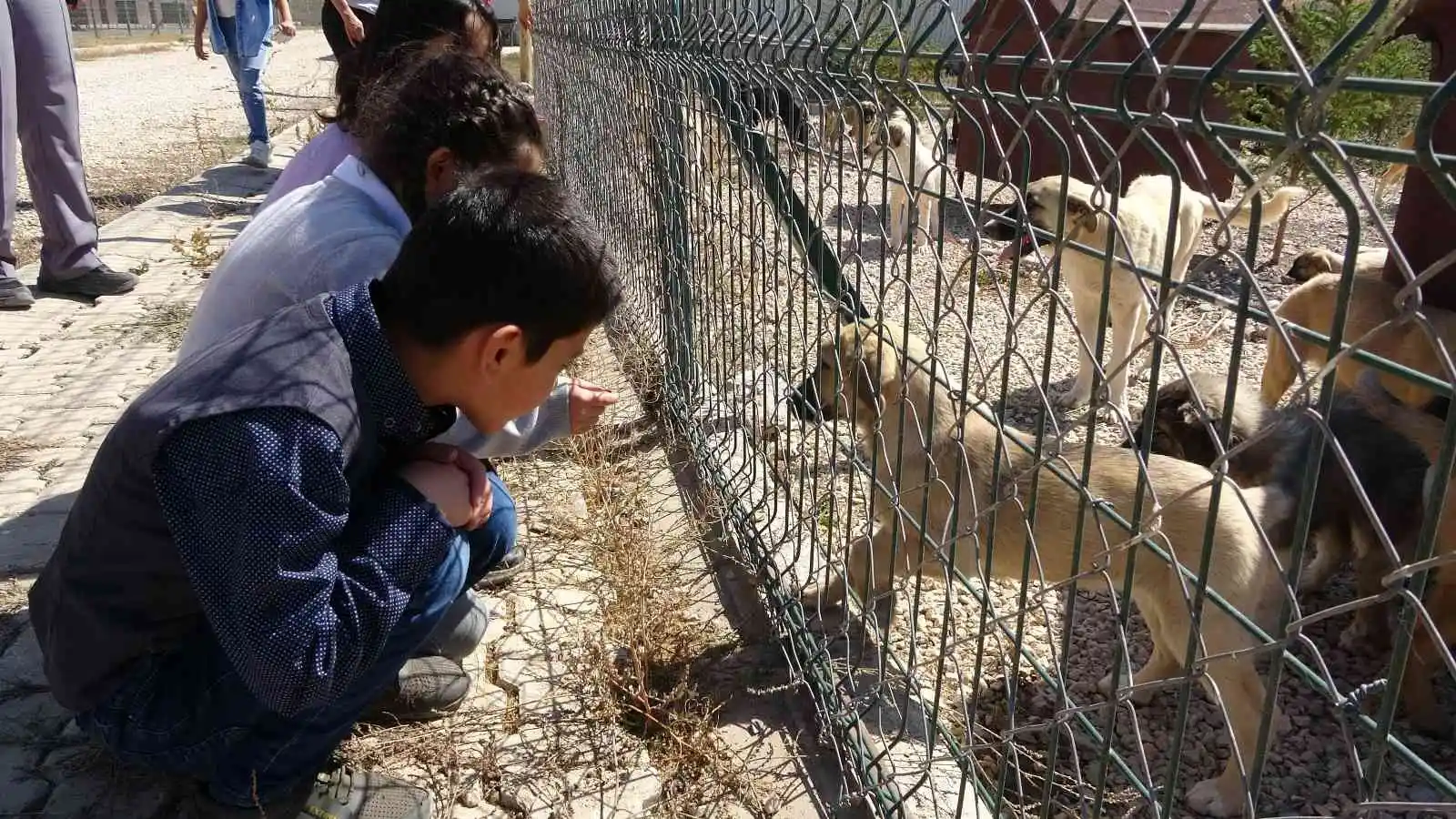 Yüksekova’da 4 Ekim Hayvanları Koruma Günü etkinliği
