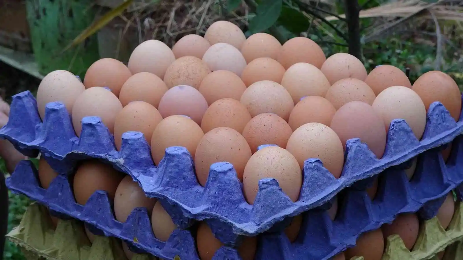 Yumurta; hayat kaynağı