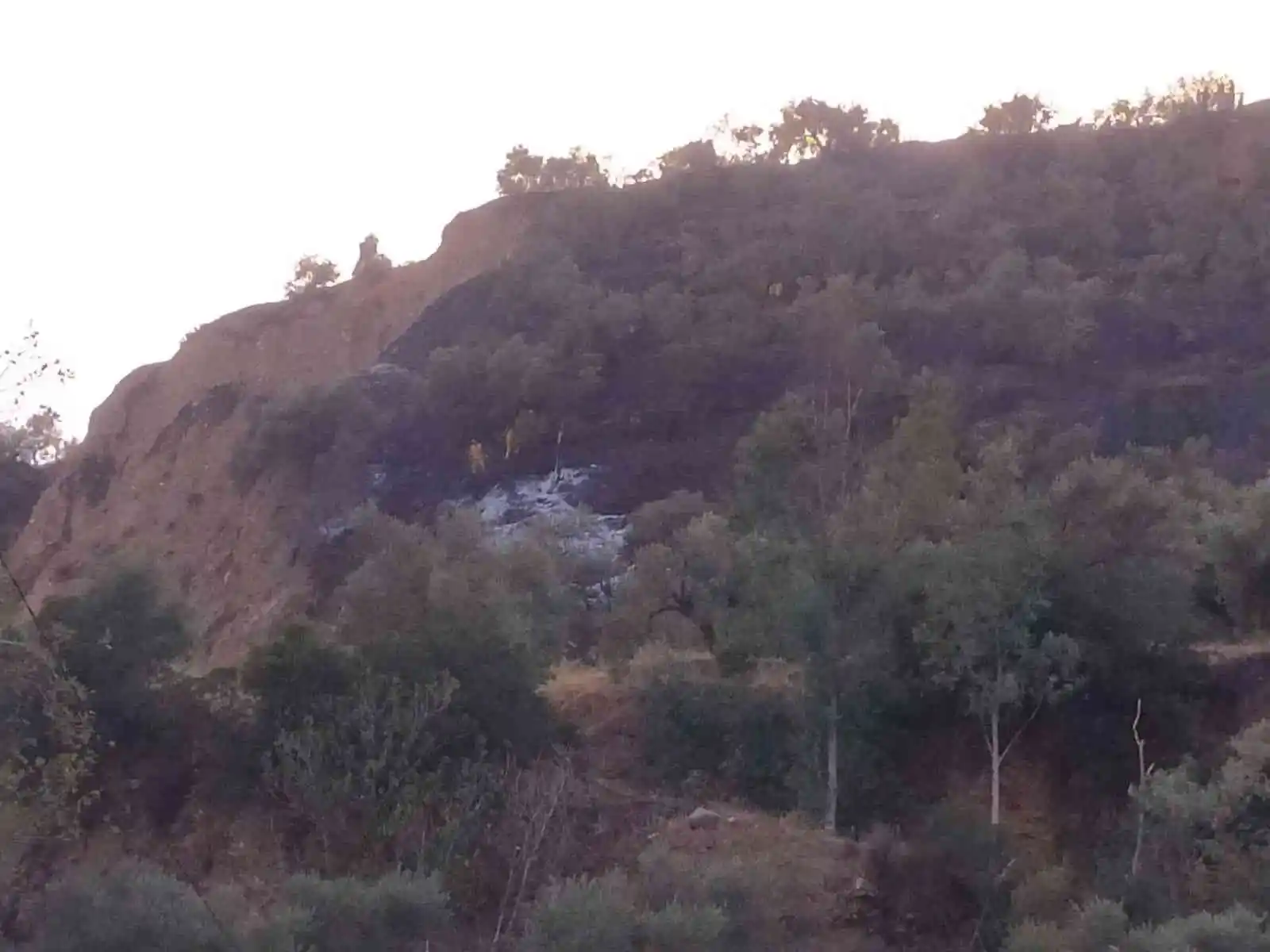 Zeytinlik alanda çıkan yangın büyümeden söndürüldü