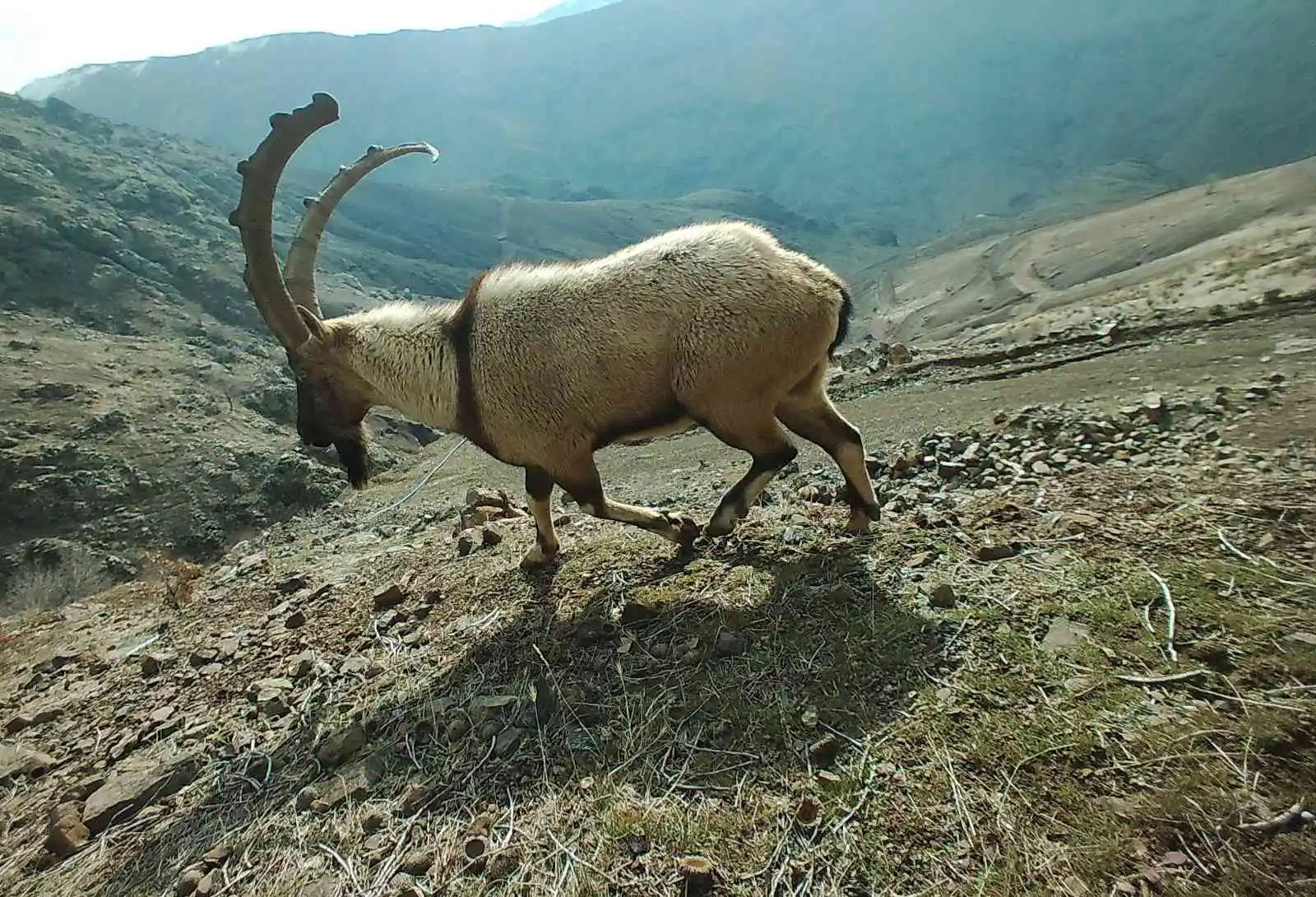 Adıyaman'da yaban hayatı fotokapana yansıdı
