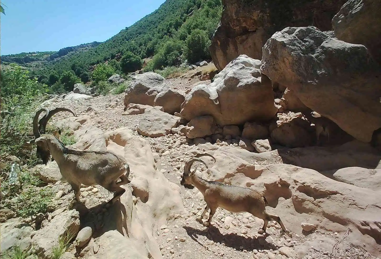 Adıyaman’da yaban hayatı fotokapana yansıdı
