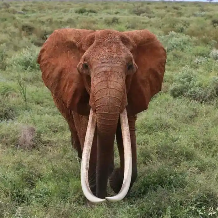 Afrika'nın en büyük tusker cinsi dişi fili olduğuna inanılan 'Dida' öldü
