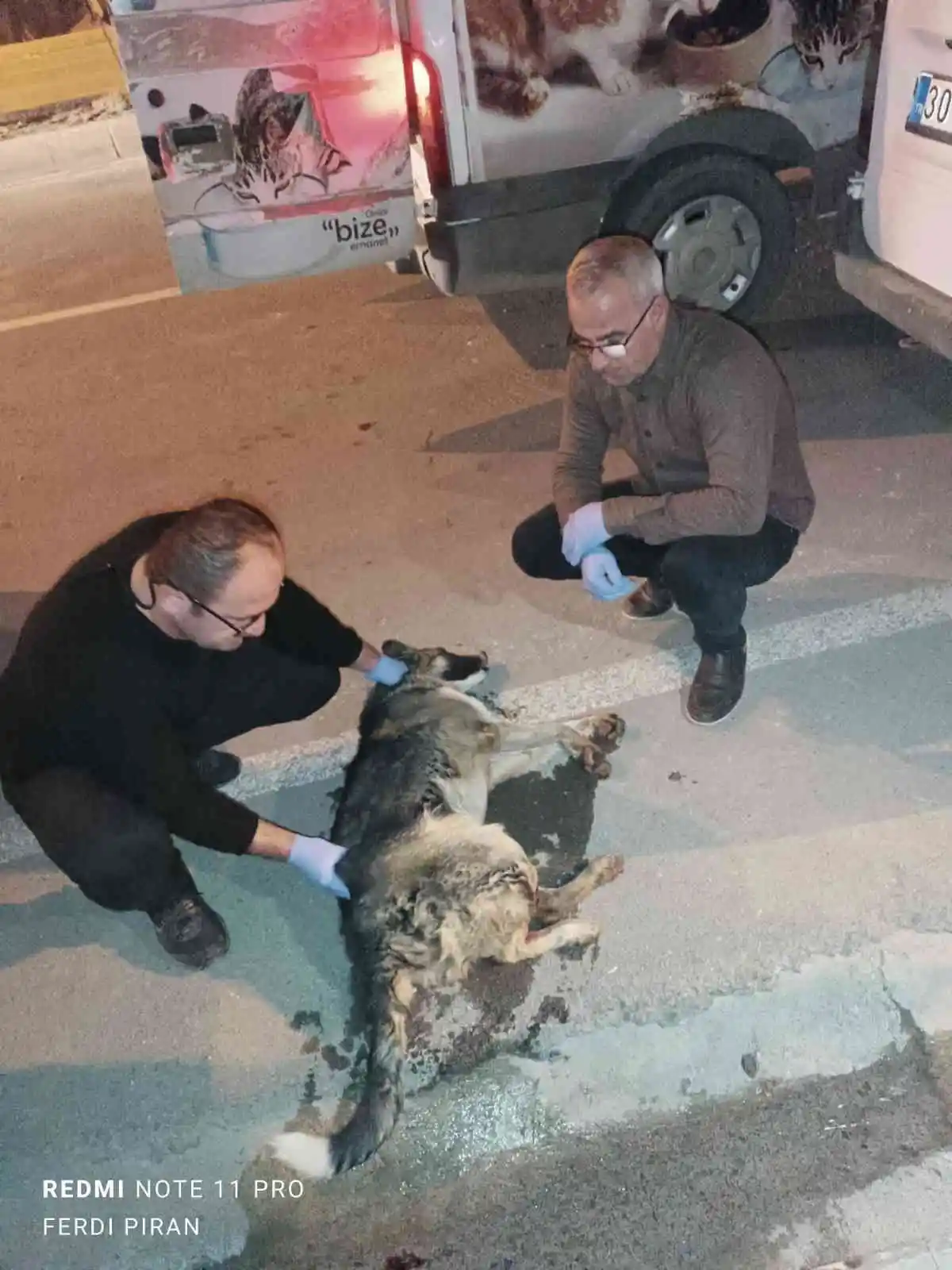 Aracın çarptığı köpek tedavi altına alındı