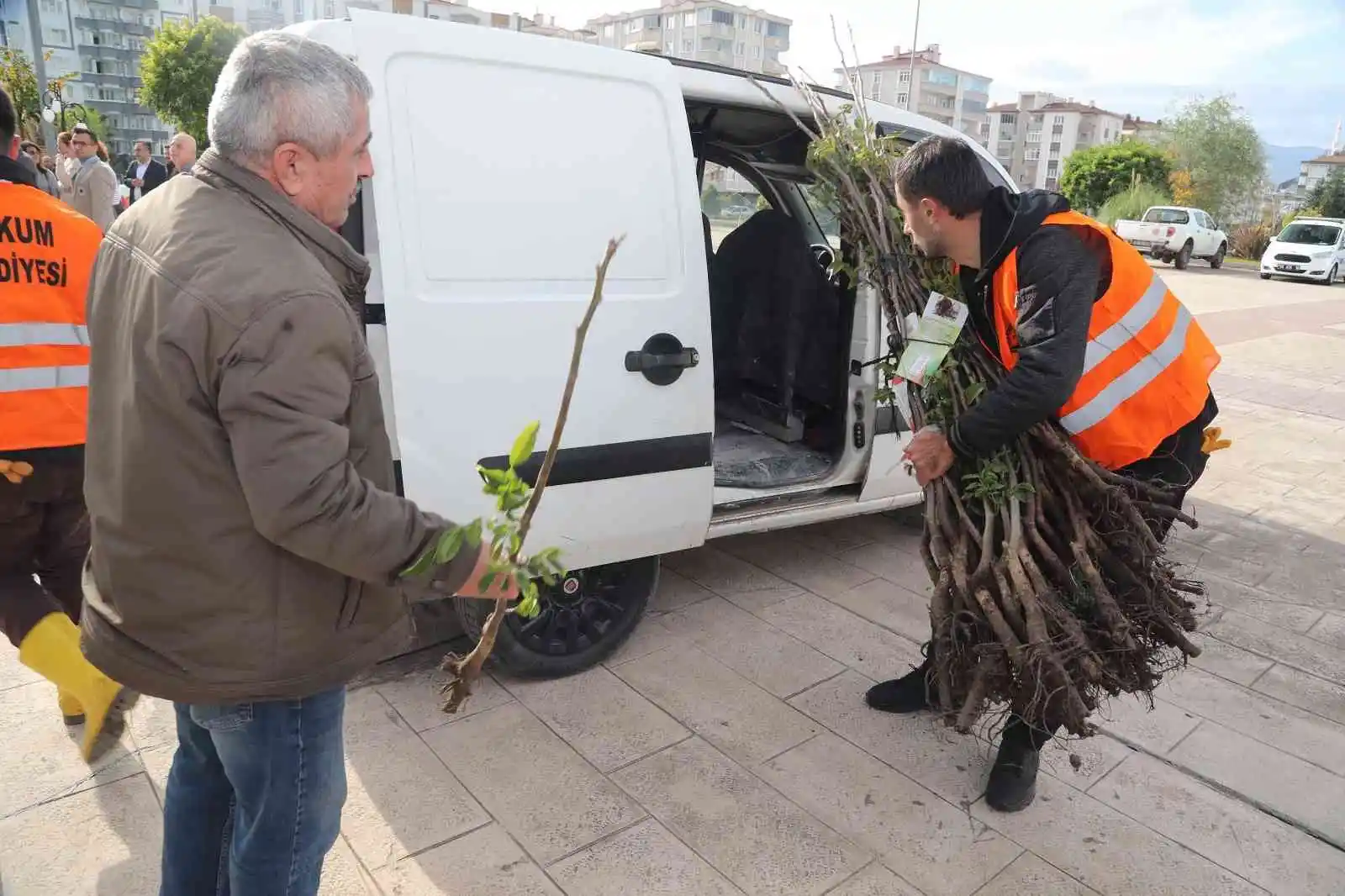 Atakum’da üreticiye ceviz fidanı desteği