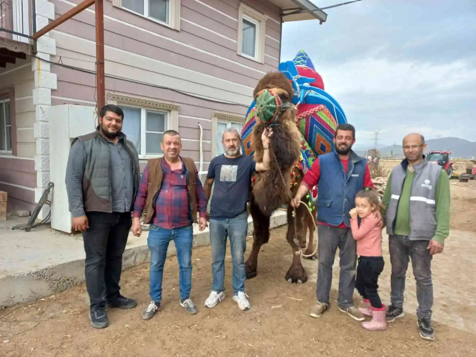 Aydın'da develer havutlanarak güreşlere hazırlanıyor