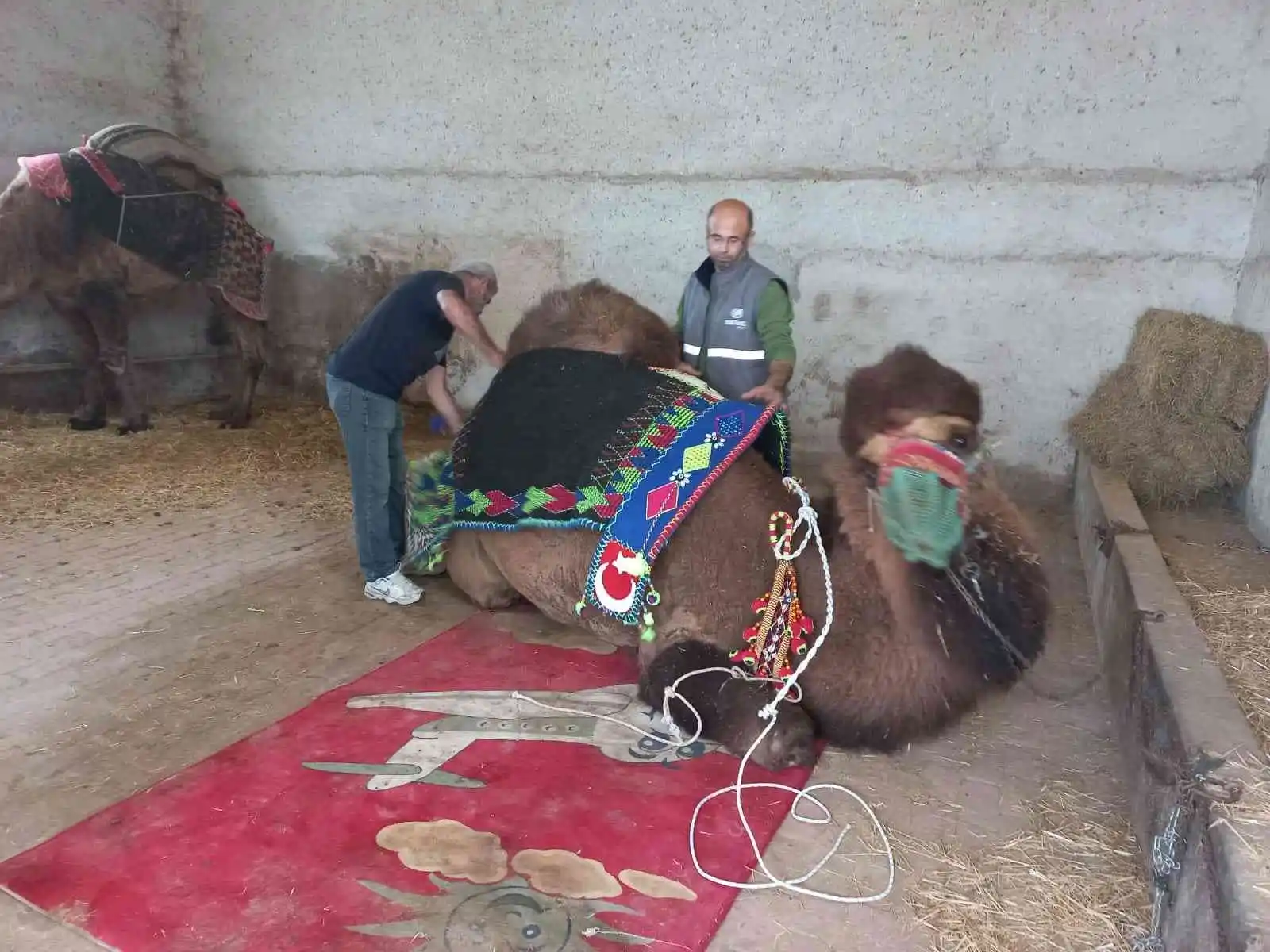 Aydın’da develer havutlanarak güreşlere hazırlanıyor