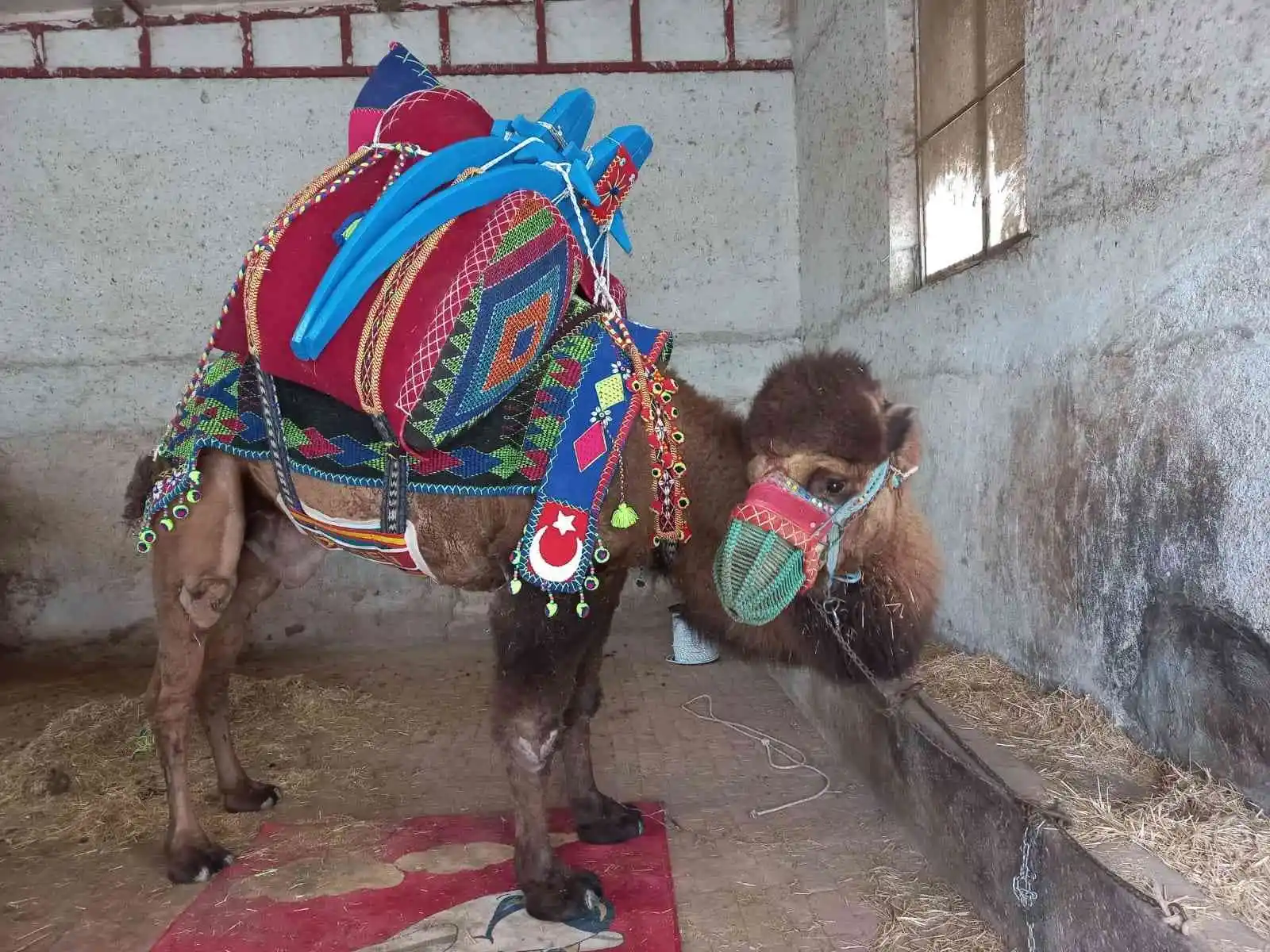 Aydın’da develer havutlanarak güreşlere hazırlanıyor