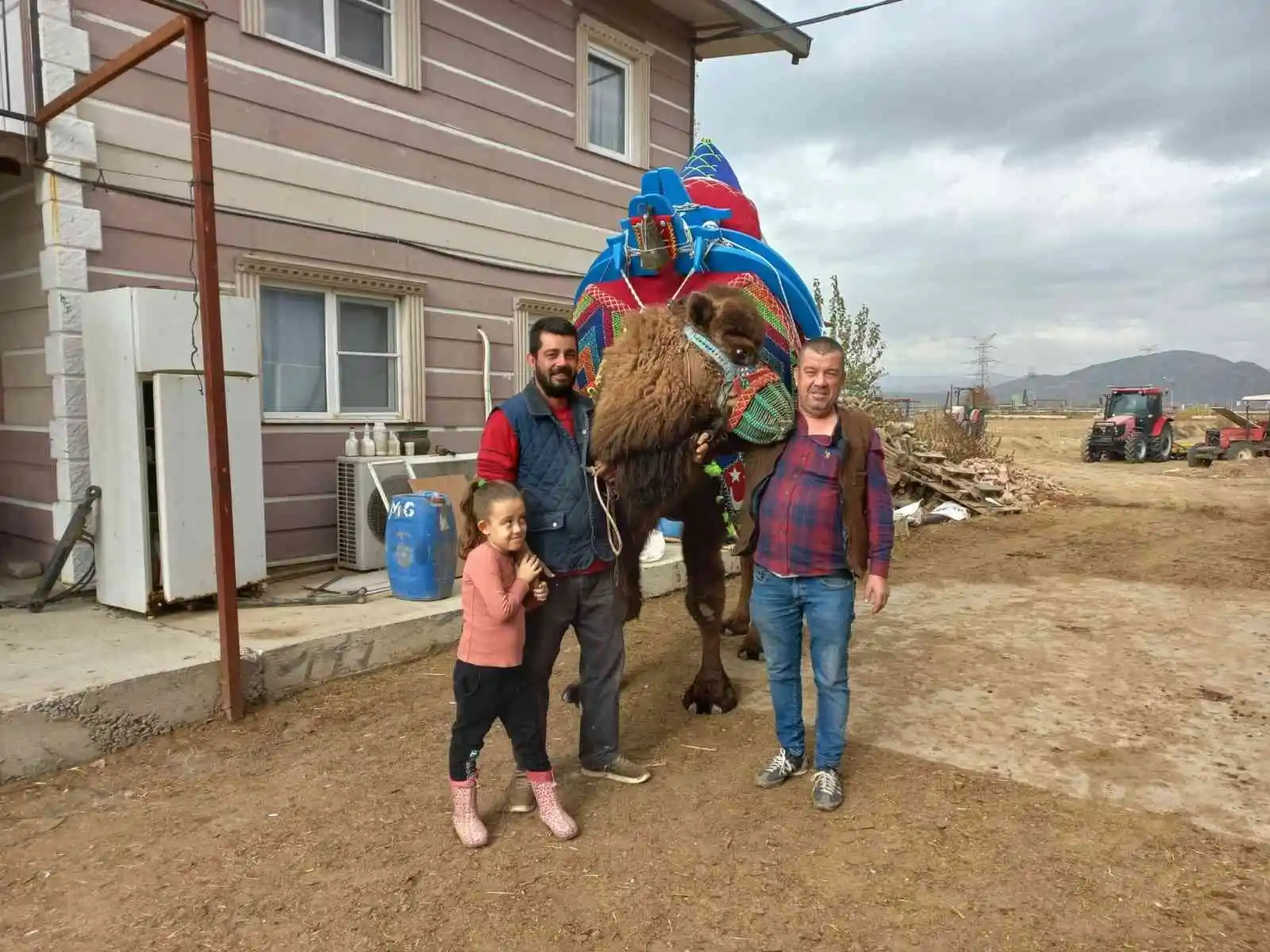 Aydın’da develer havutlanarak güreşlere hazırlanıyor