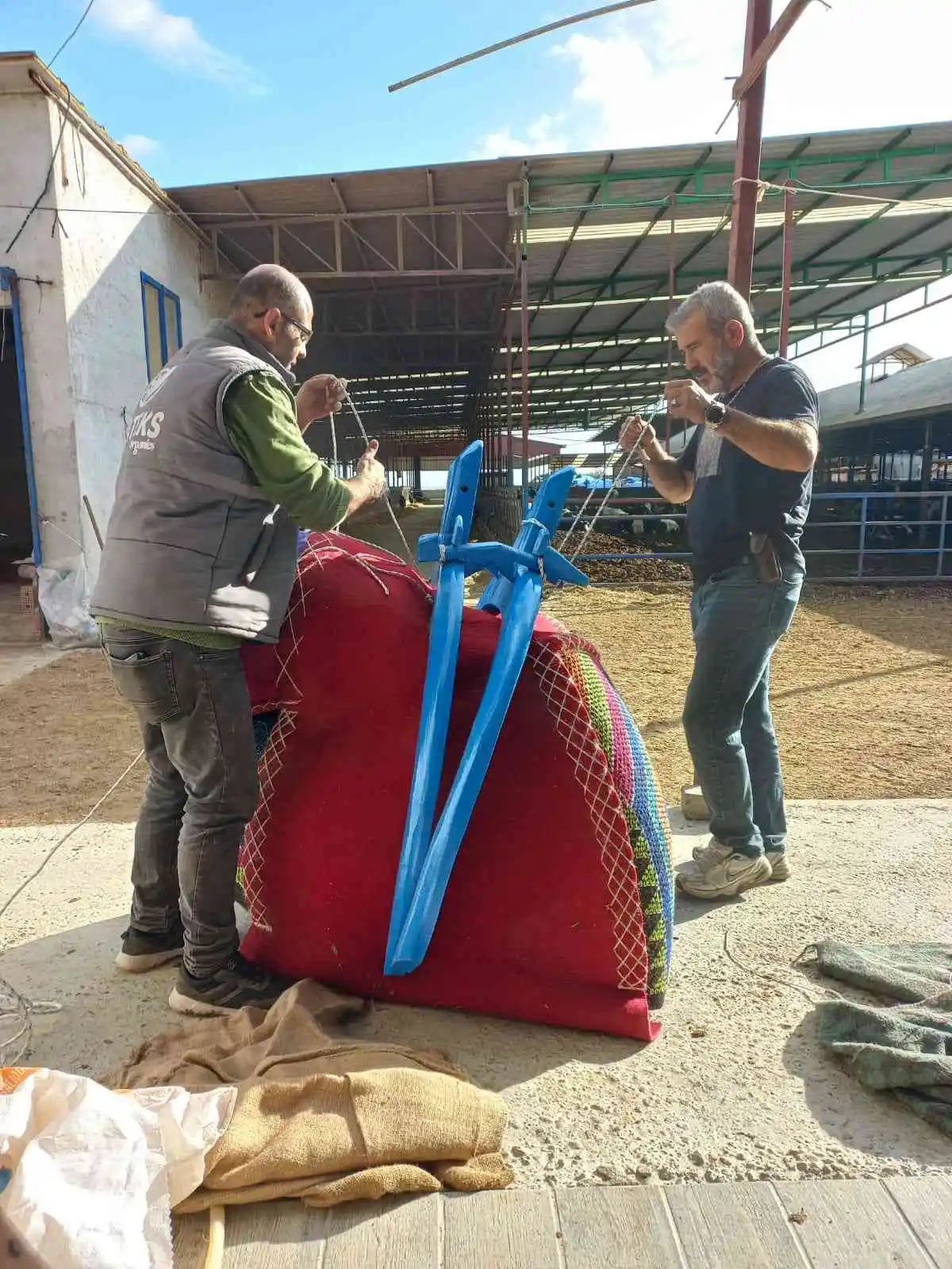 Aydın’da develer havutlanarak güreşlere hazırlanıyor