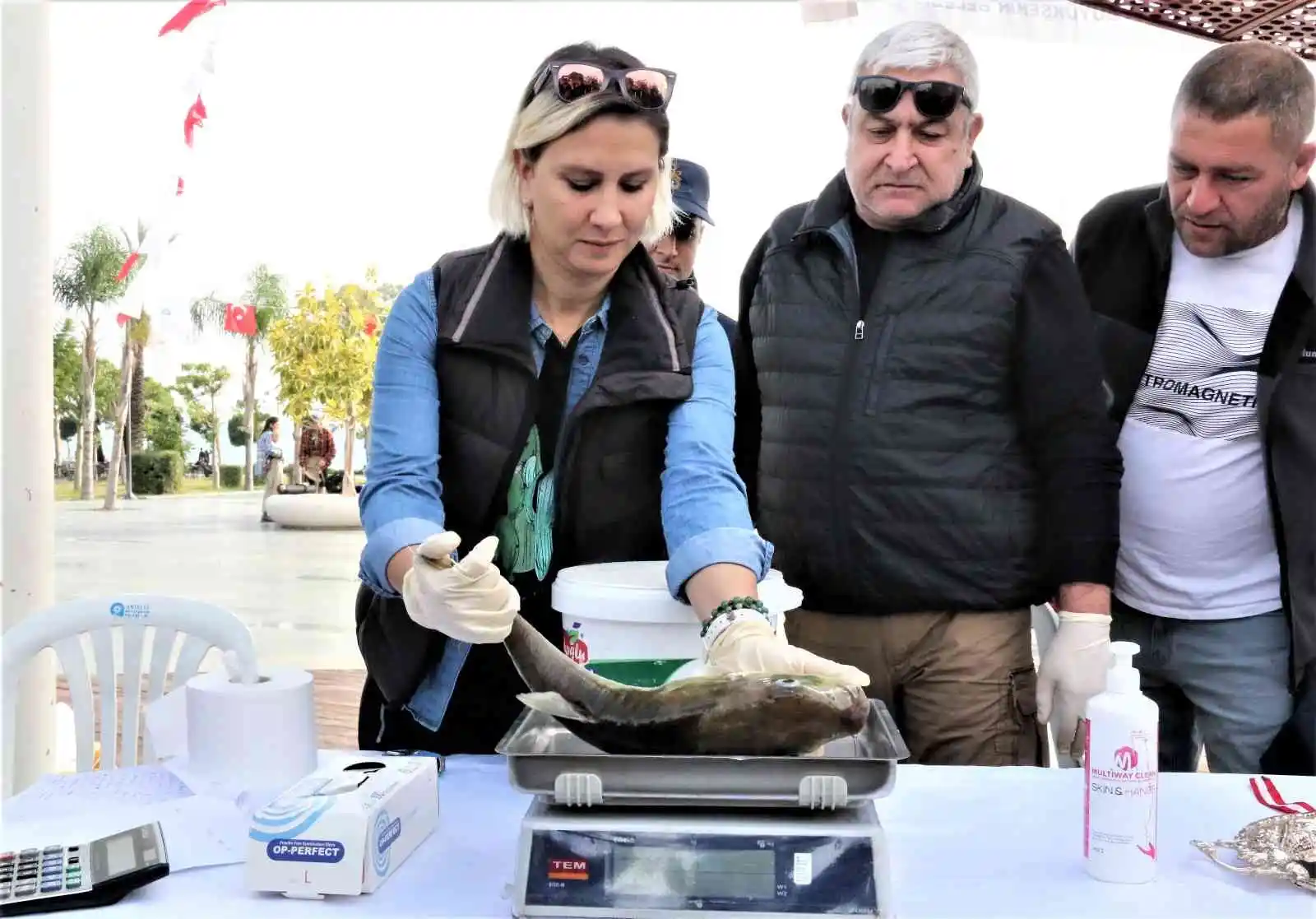 Balıkçılar, korkulu rüyası haline gelen balon balığını yakalamak için yarıştı
