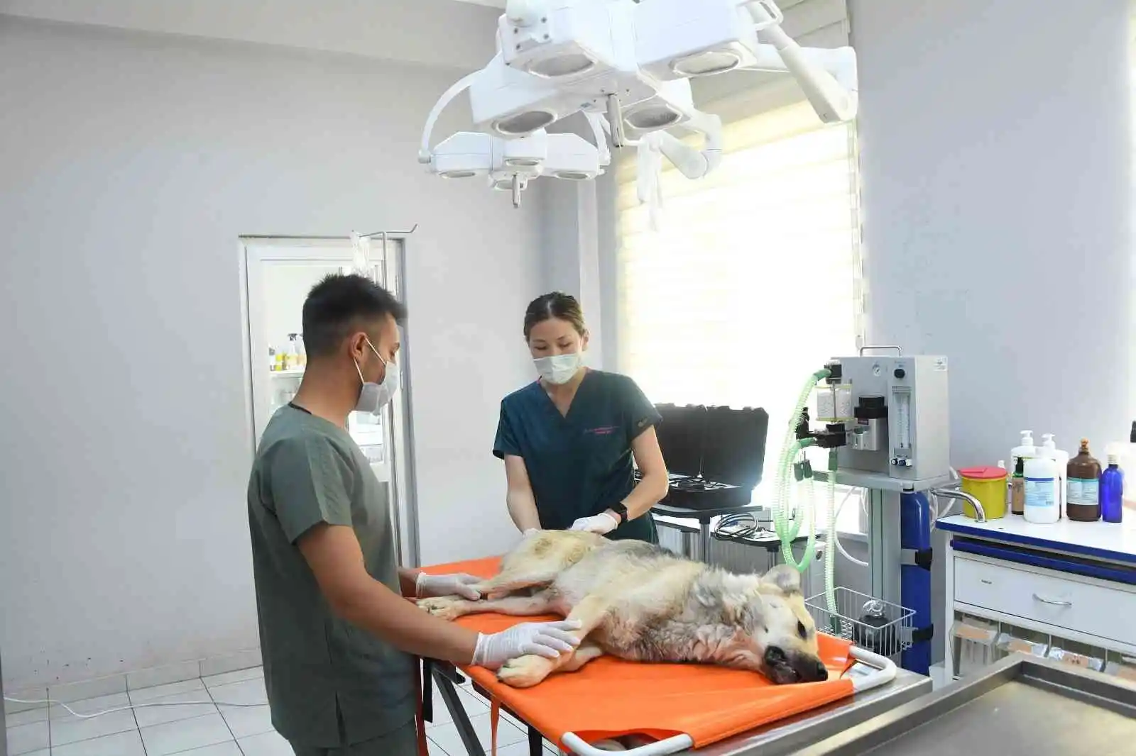 Başkan Altay'dan hayvan barınağındaki olayla ilgili açıklama
