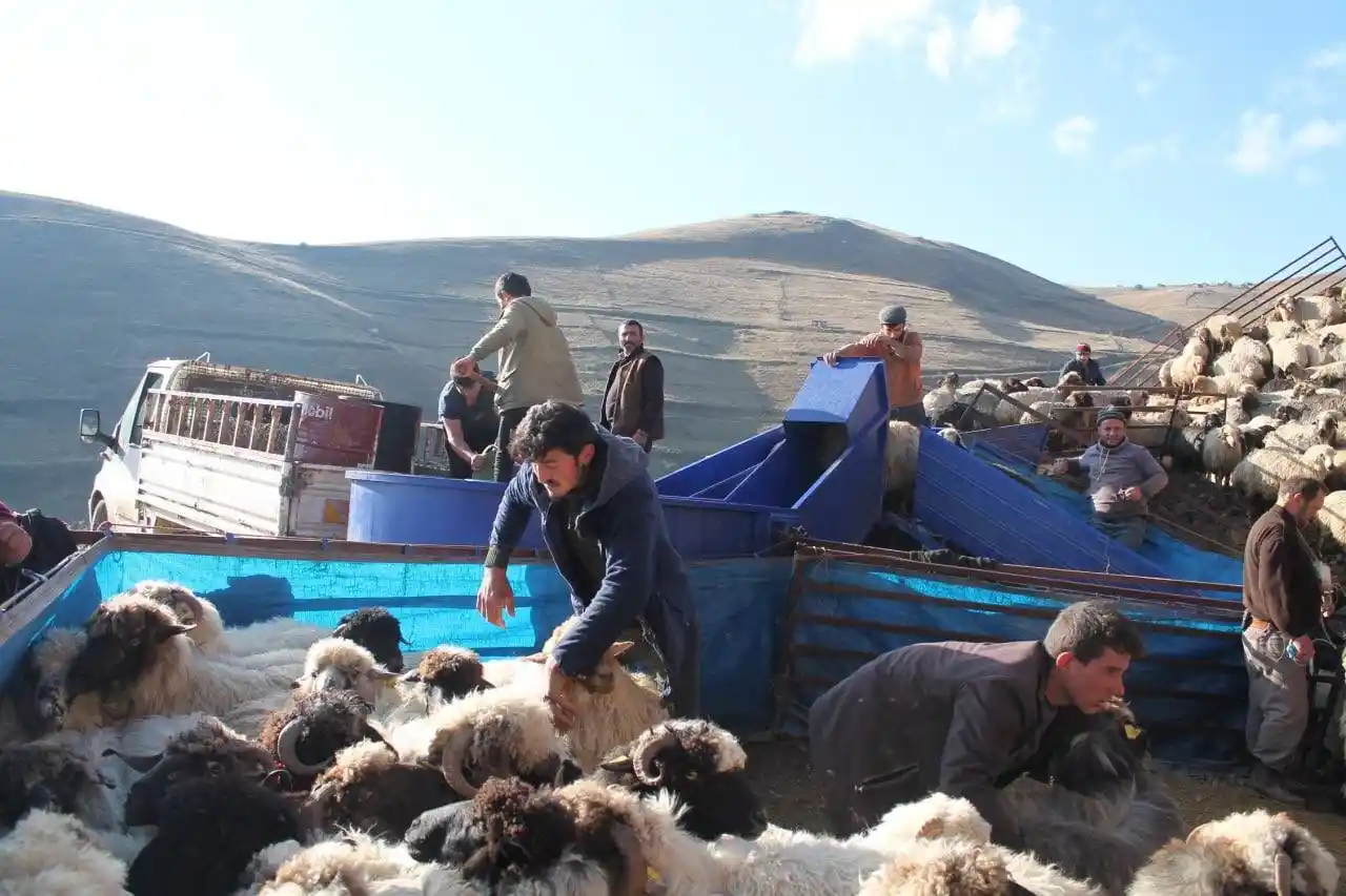 Bayburt’ta kış öncesi küçükbaş hayvanlar mobil koyun yıkama makineleriyle yıkanarak ilaçlanıyor