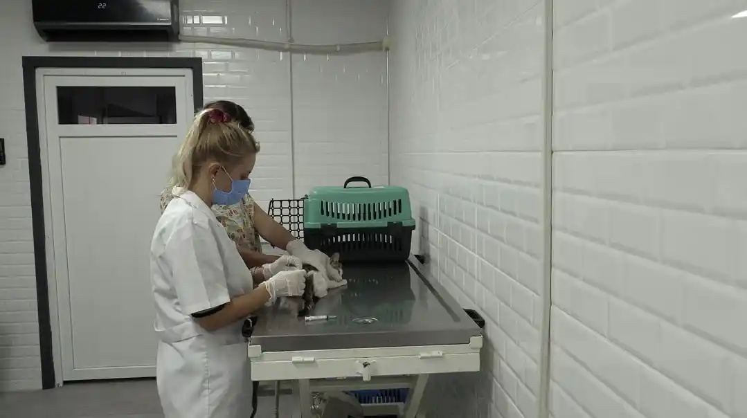 Bayraklı’da 5 ayda bin 250 sokak hayvanı tedavi edildi