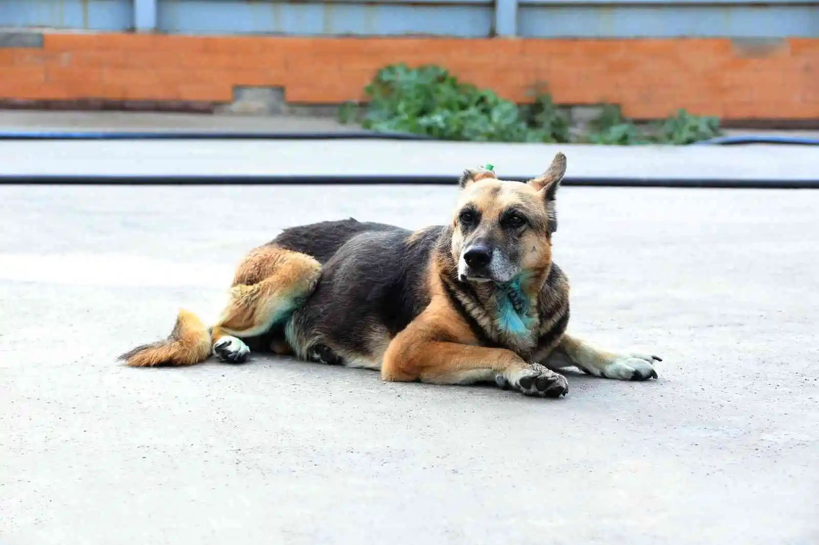 Bayraklı’da yaralı halde bulunan köpek kanseri yendi
