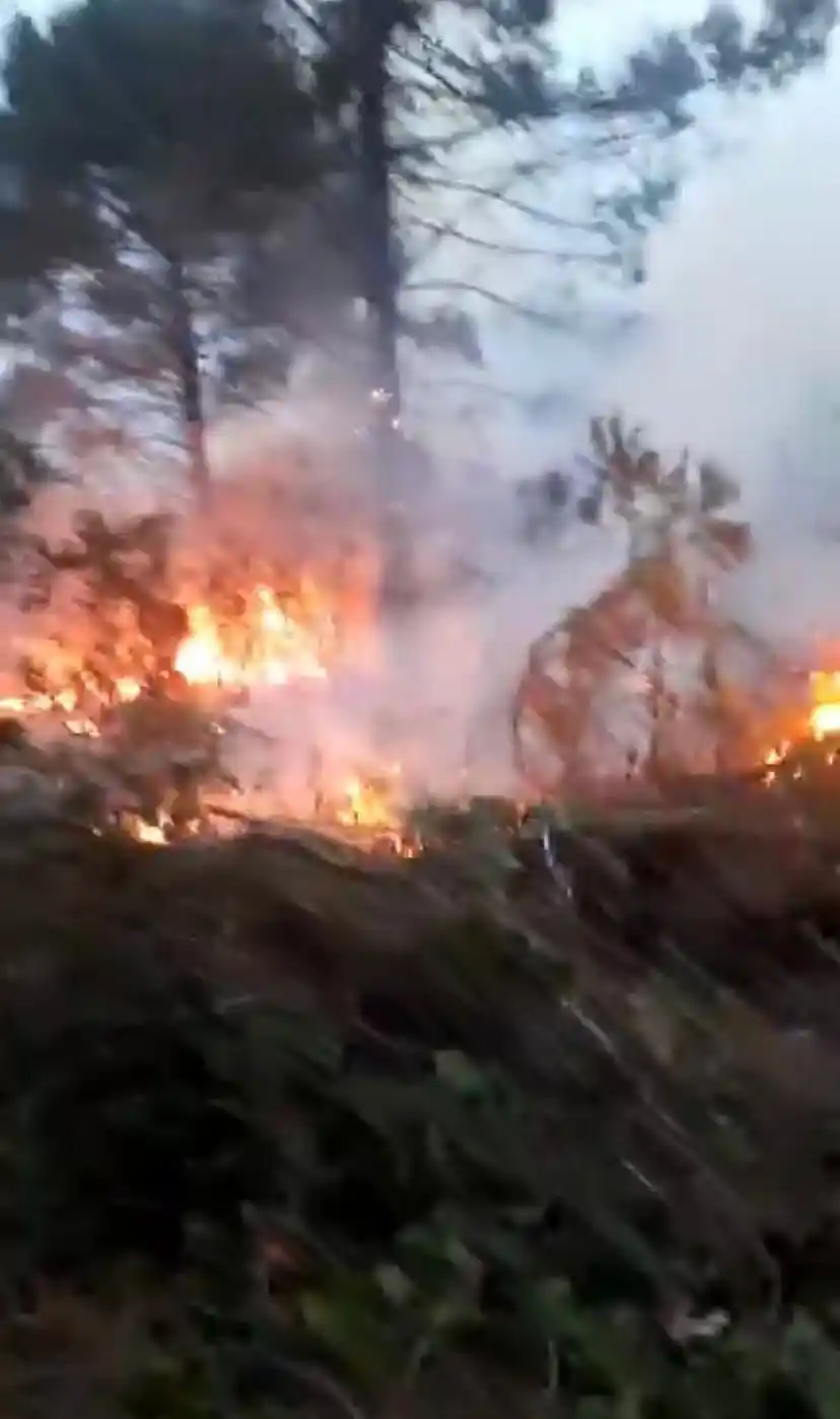 Beykoz’da orman yangını