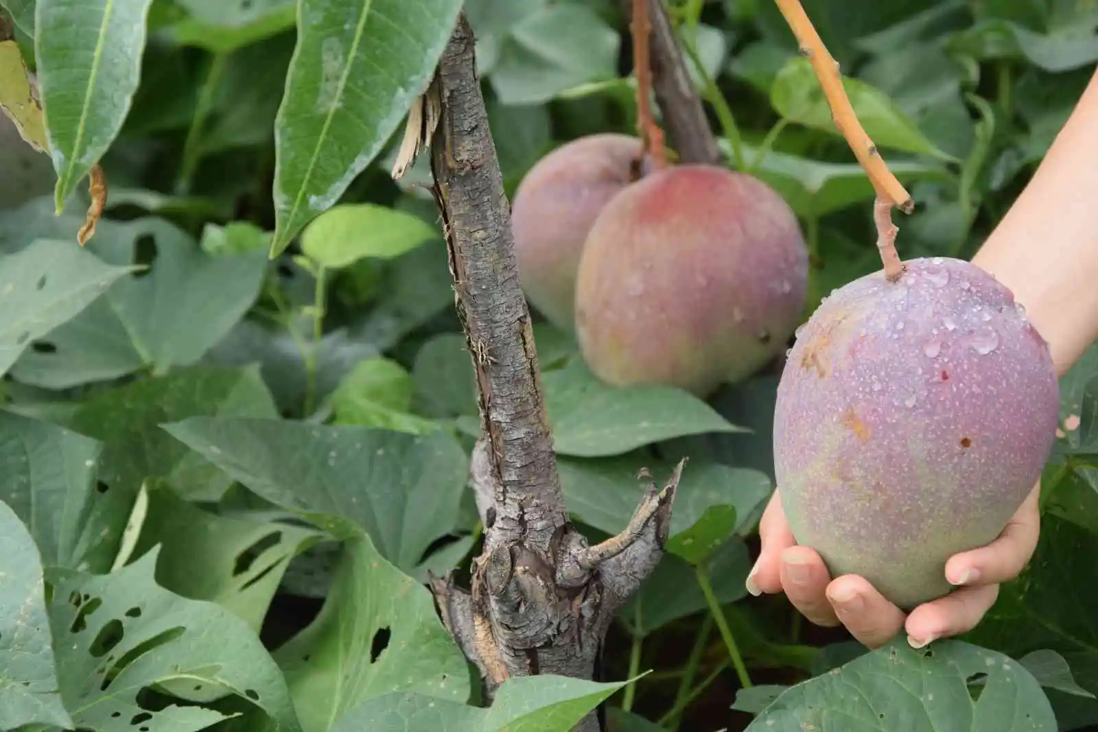 Bir ağacından 190 bin TL gelir sağlanan mango üreticinin yeni gözdesi
