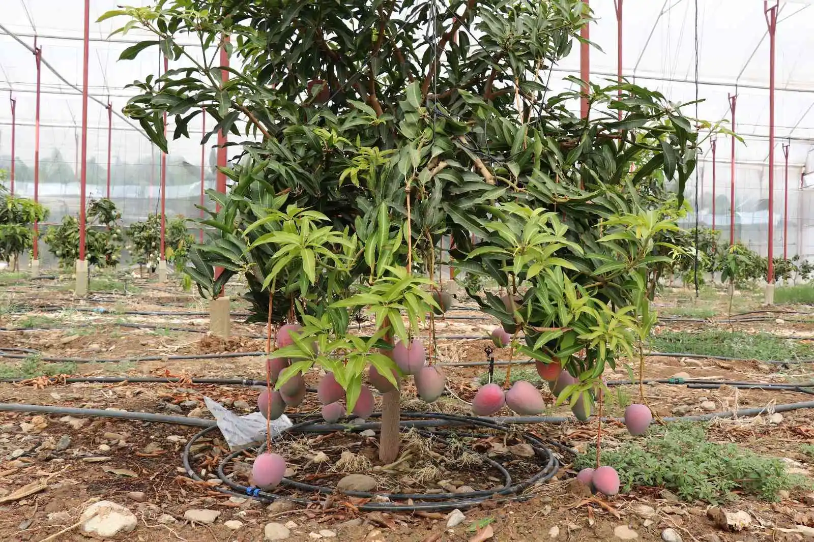 Bir ağacından 190 bin TL gelir sağlanan mango üreticinin yeni gözdesi
