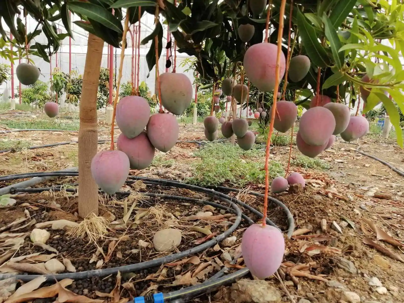 Bir ağacından 190 bin TL gelir sağlanan mango üreticinin yeni gözdesi
