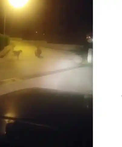 Borçka’da ilçe merkezine inen ayı paniğe neden oldu