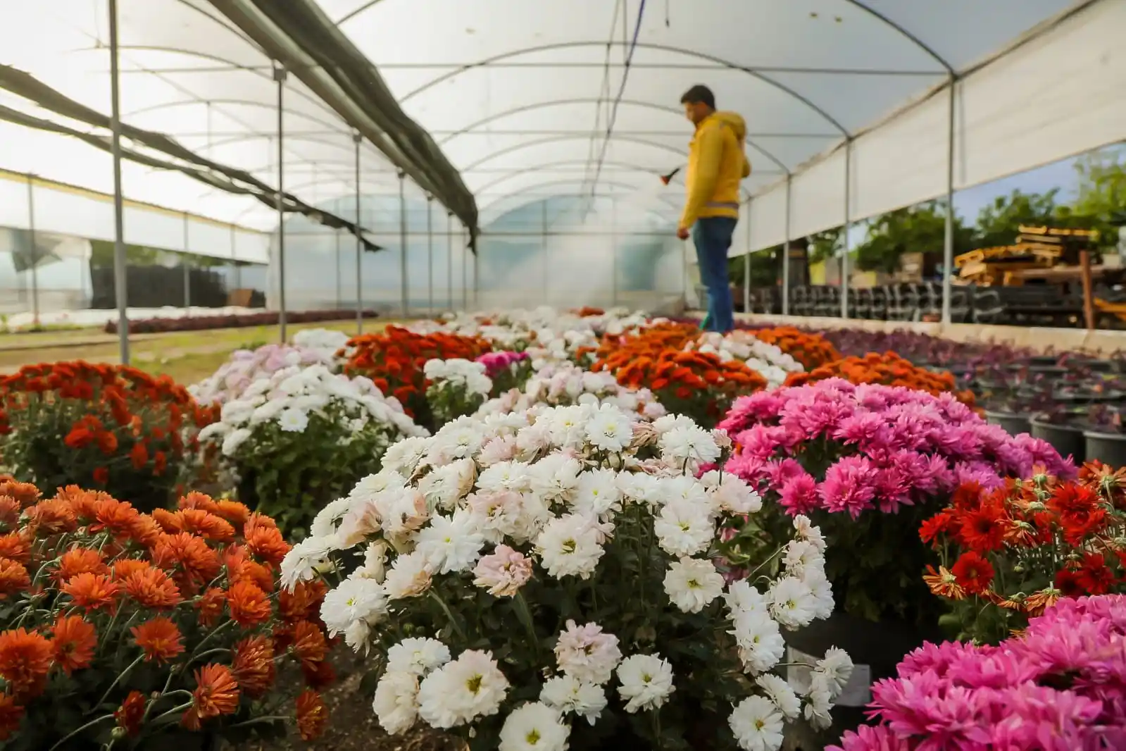 Büyükşehir Belediyesi Aydın'ı renklendiren çiçekleri kendi üretiyor
