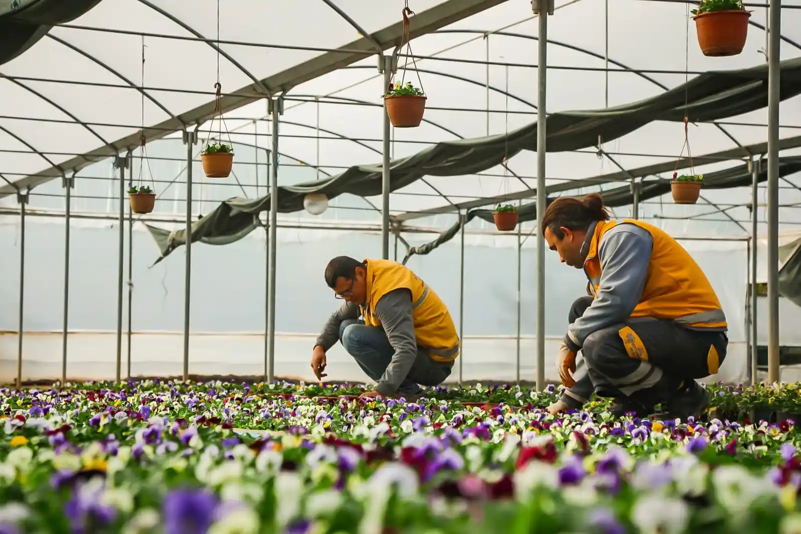 Büyükşehir Belediyesi Aydın’ı renklendiren çiçekleri kendi üretiyor
