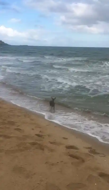 Denizde karaca yavrusu görüldü