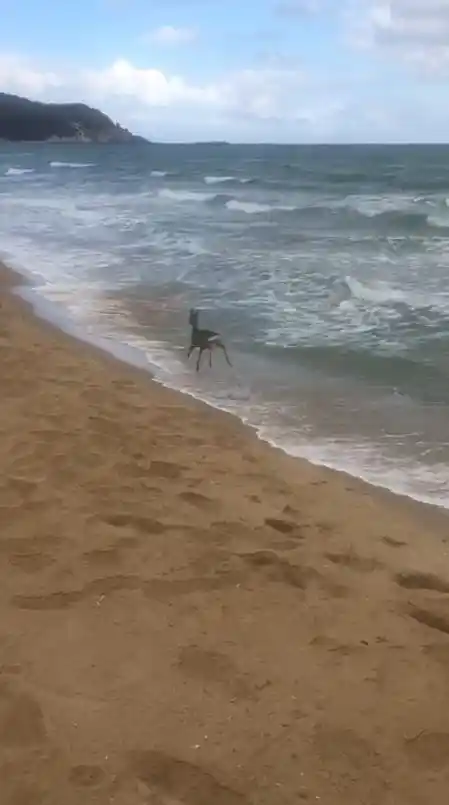 Denizde karaca yavrusu görüldü