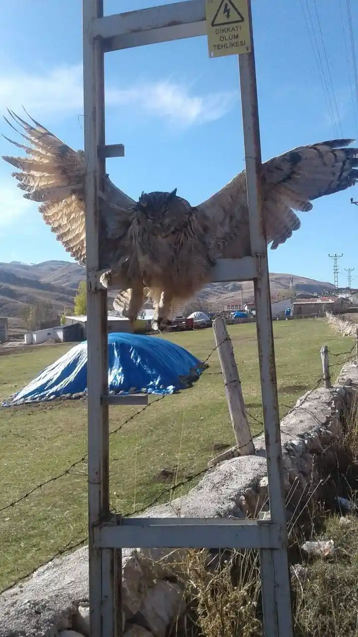 Elektrik akımına kapılan dev baykuş telef oldu
