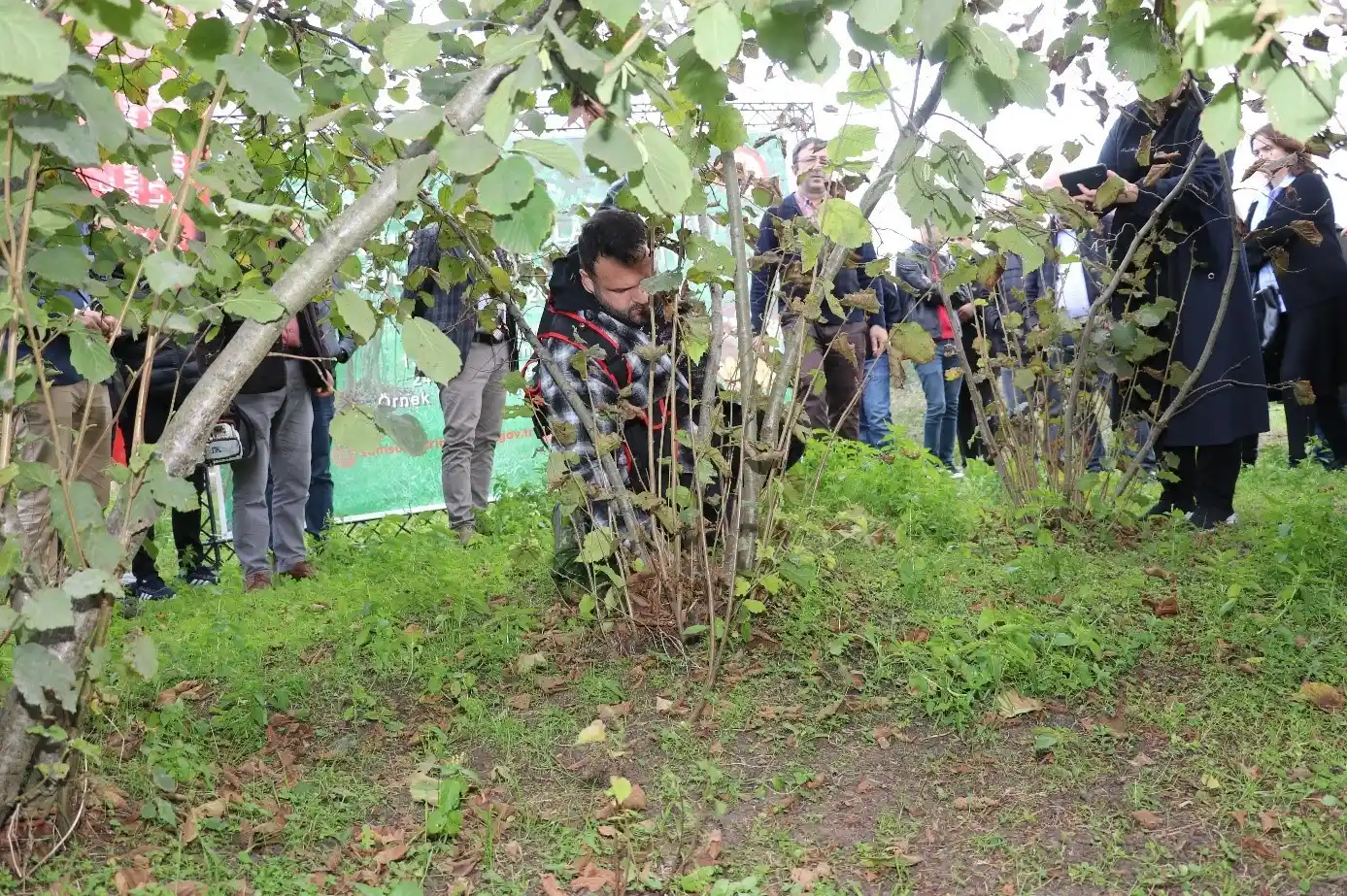 Fındık bahçelerinde bakım ve besleme zamanı
