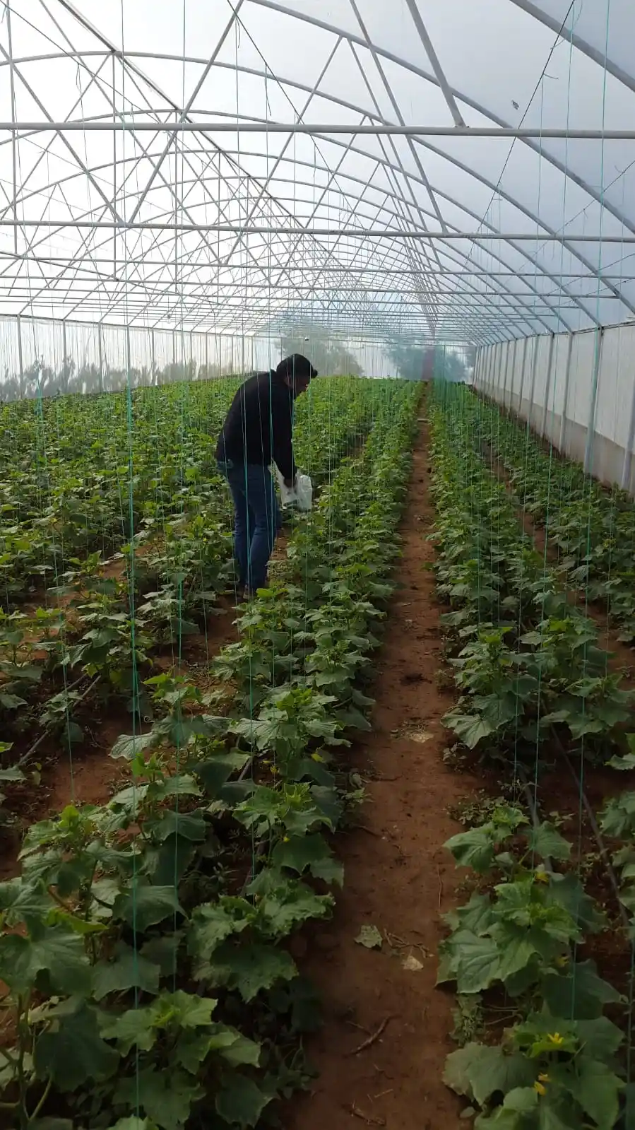 Genç girişimci evinin bahçesine kurduğu serada ürünlerini almaya başladı
