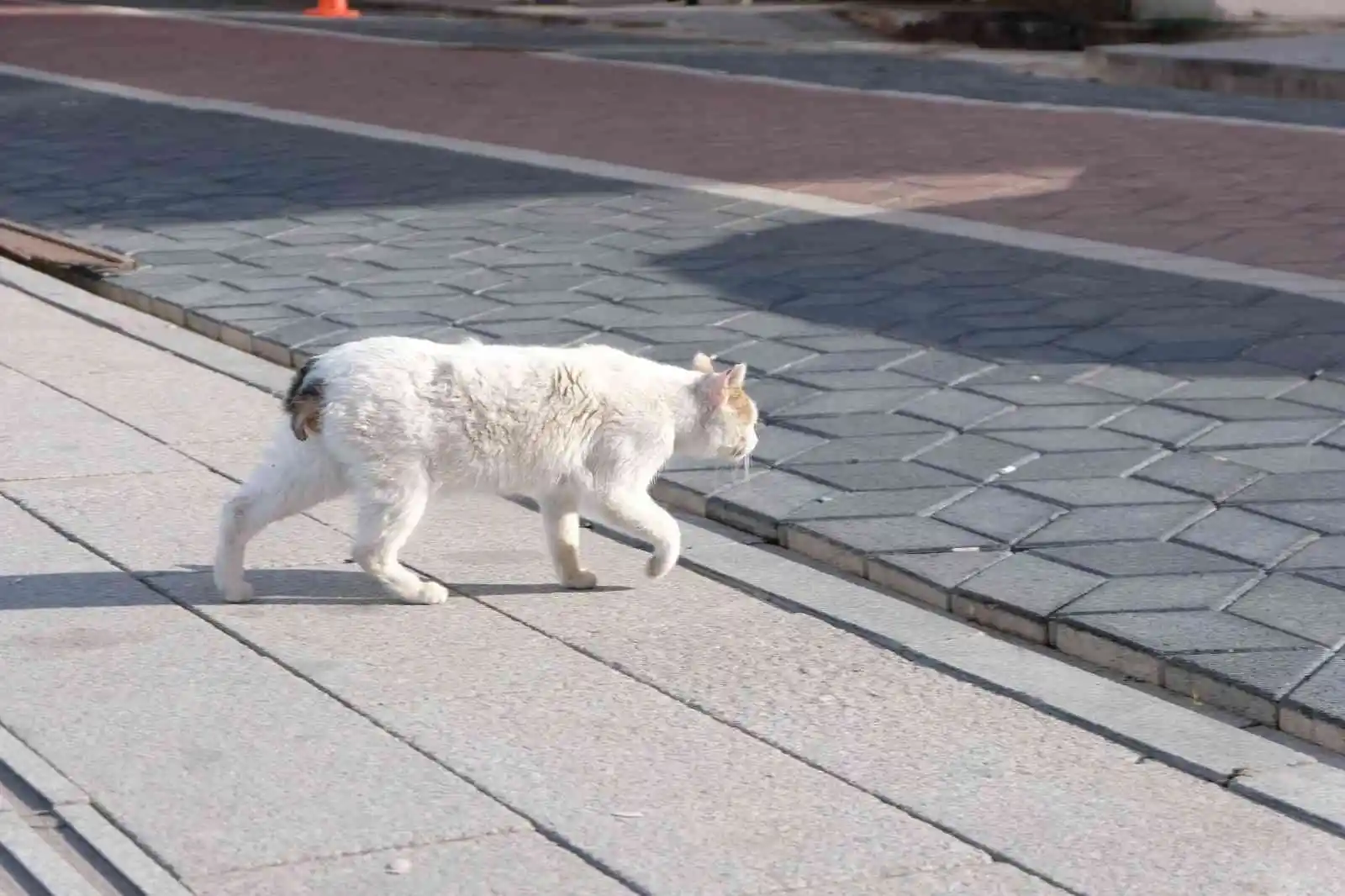 Gümüşhane’de kuyruğu ve bacakları kesildiği iddia edilen kediler tepkiye neden oldu
